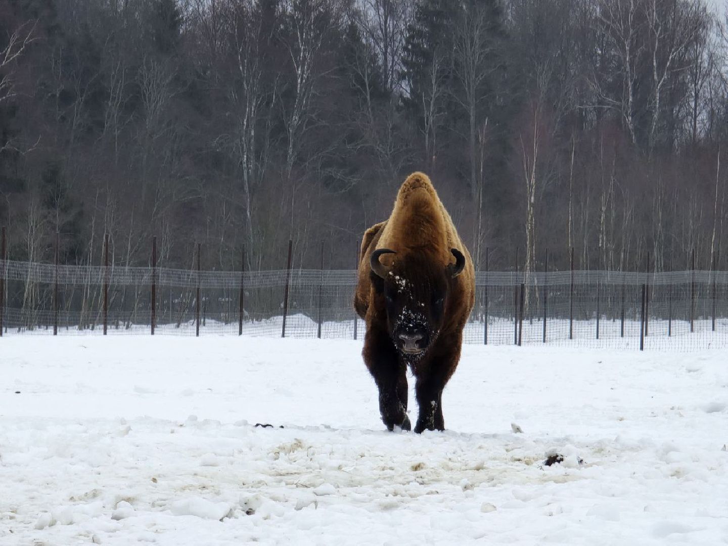 можайск, можайский муниципальный округ, туризм, подмосковный сафари-парк, краснокнижные животные, парк тигров,