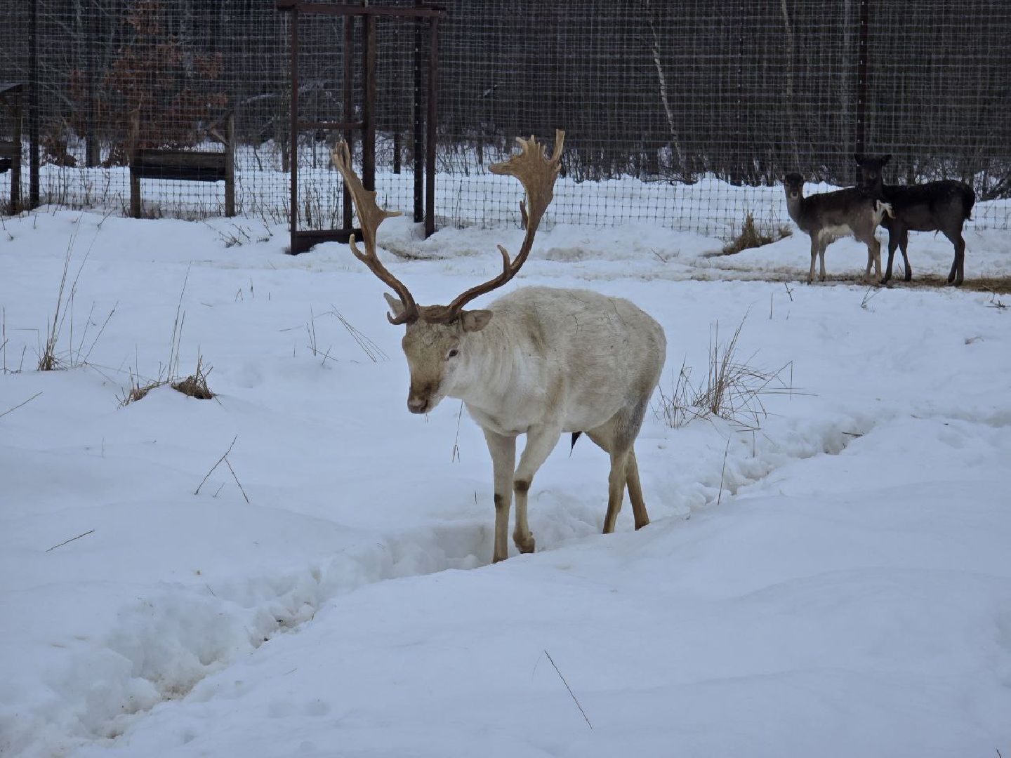 можайск, можайский муниципальный округ, туризм, подмосковный сафари-парк, краснокнижные животные, парк тигров,