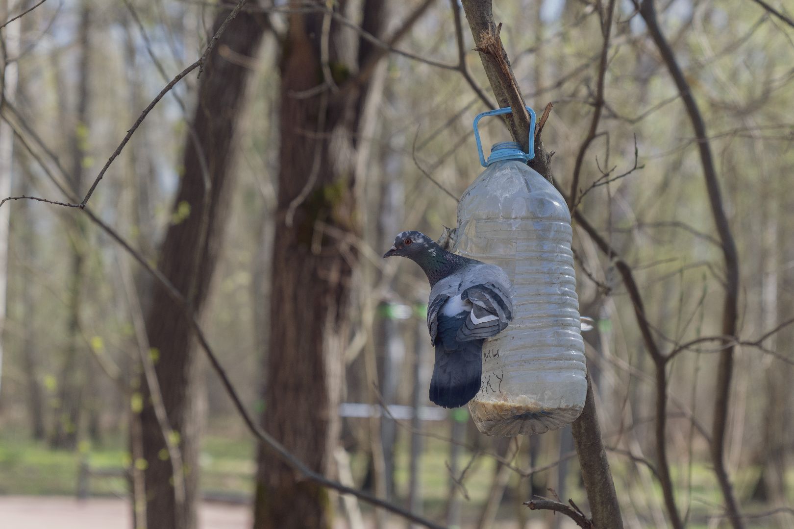 парк Взлёт, Парки Подмосковья, Домодедово