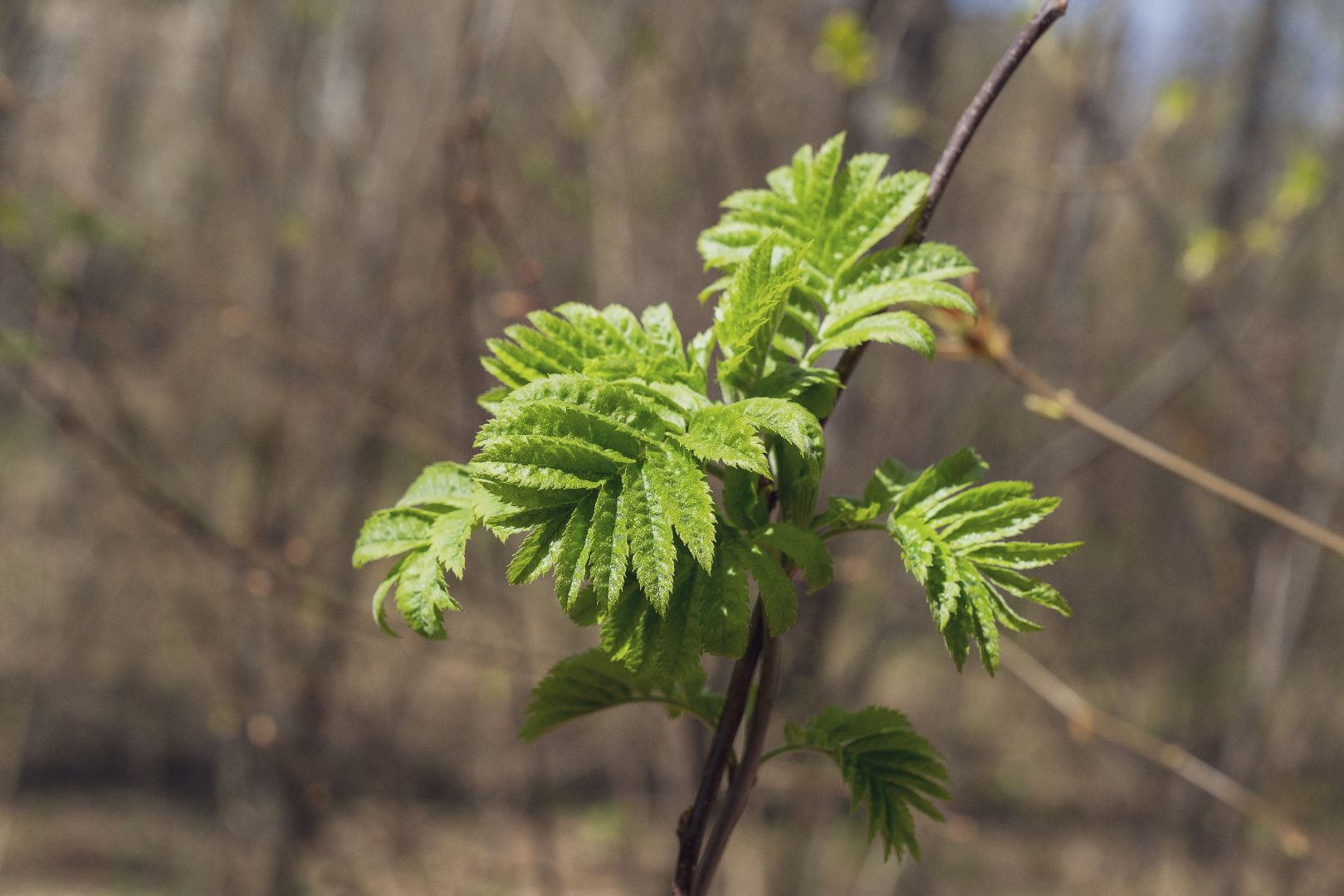 парк Взлёт, Парки Подмосковья, Домодедово