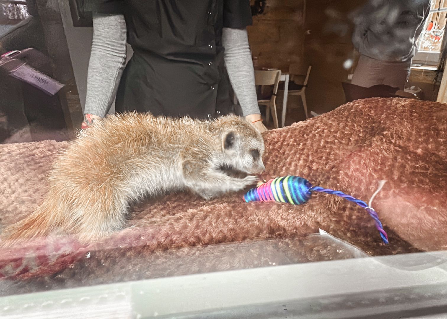 Клин, общество, животные, спасли суриката, вертикалки