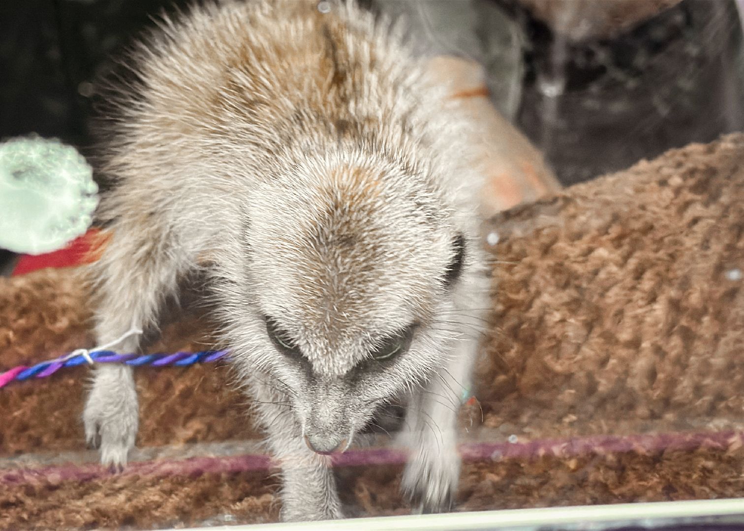 Клин, общество, животные, спасли суриката, вертикалки