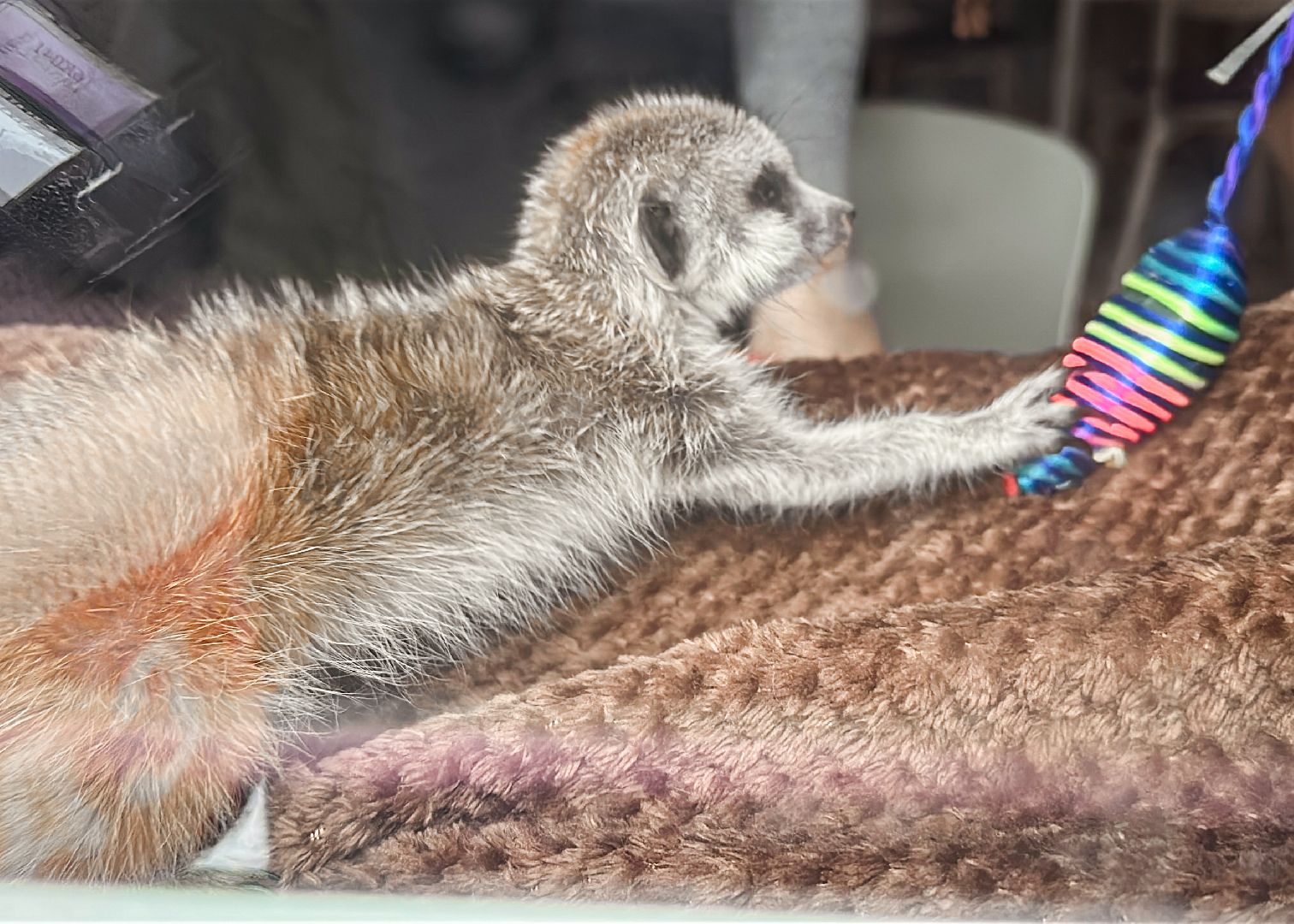 Клин, общество, животные, спасли суриката, вертикалки