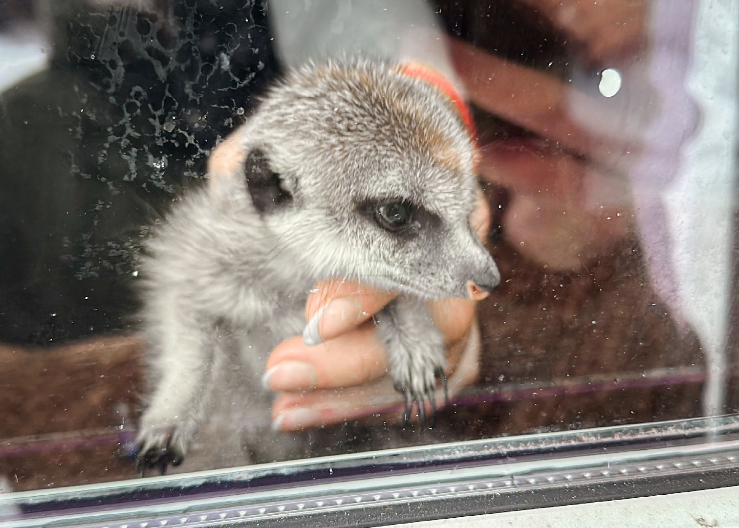 Клин, общество, животные, спасли суриката, вертикалки