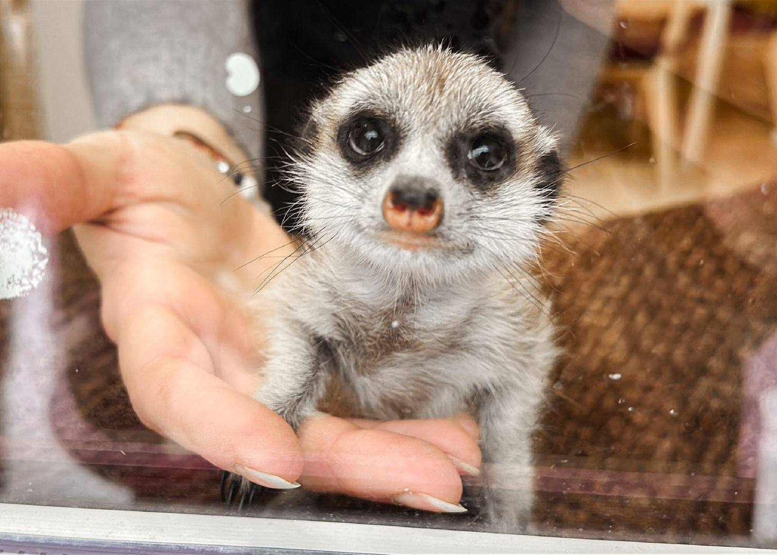 Клин, общество, животные, спасли суриката, вертикалки