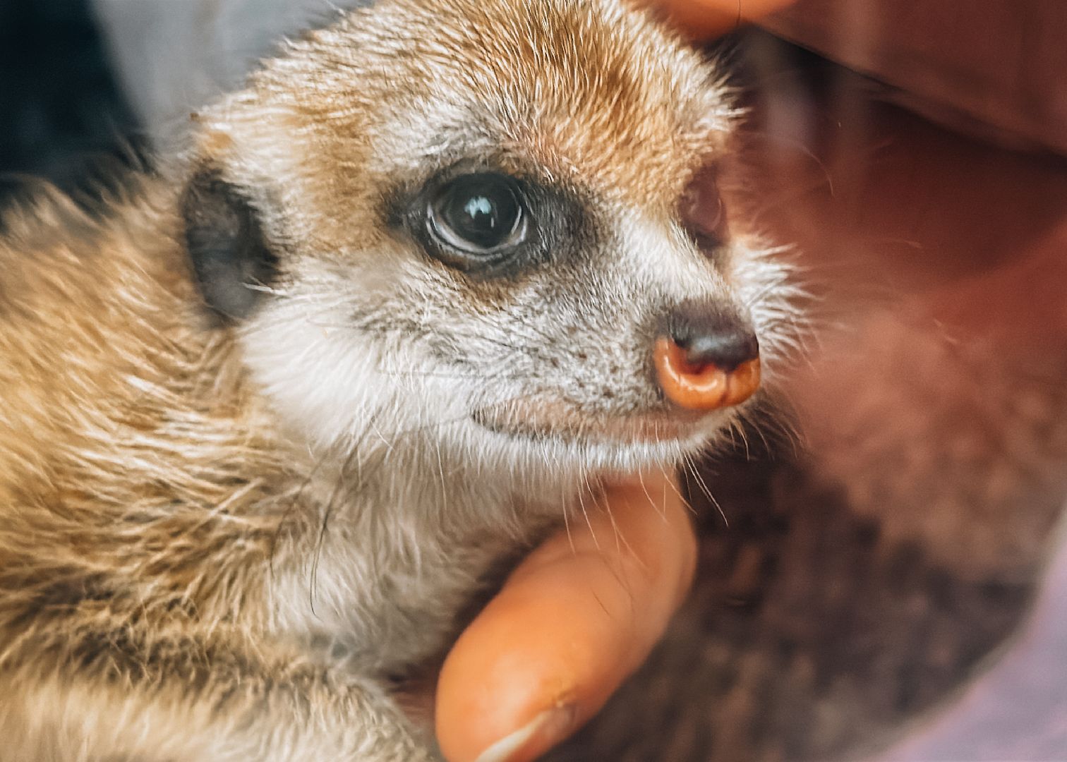 Клин, общество, животные, спасли суриката, вертикалки