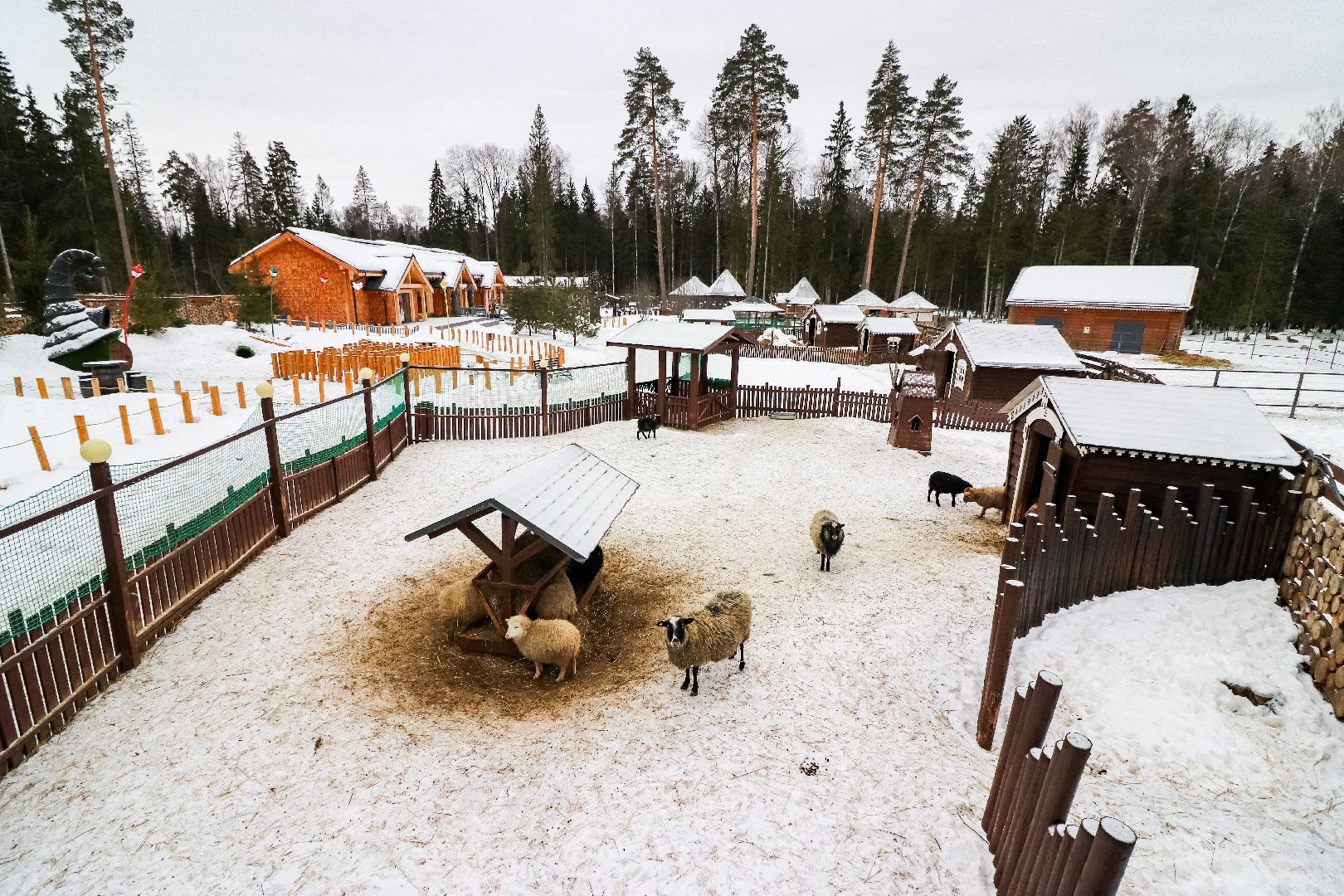 Клин, общество, животные, спасли суриката, вертикалки