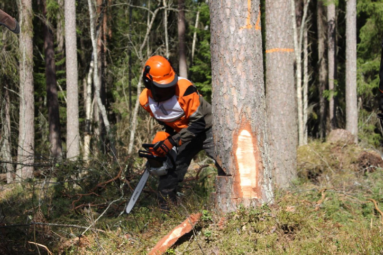 техникум, лесное хозяйство, студент, соревнования, профессиональное образование,