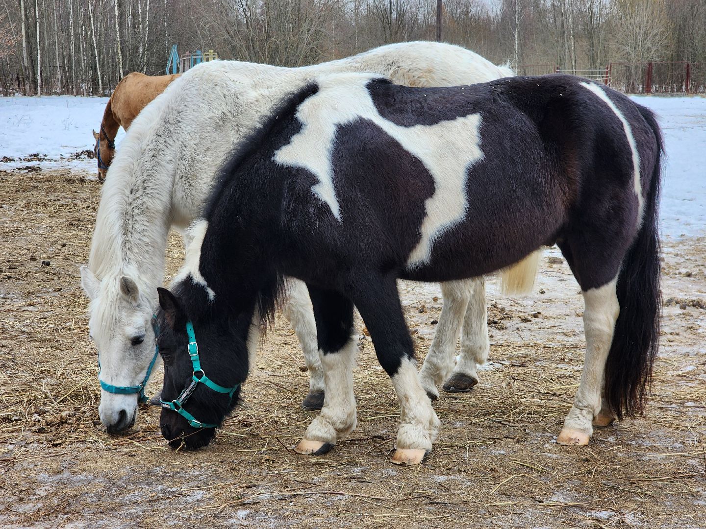 фрязино, лошади, конно-спортивная школа, массаж,