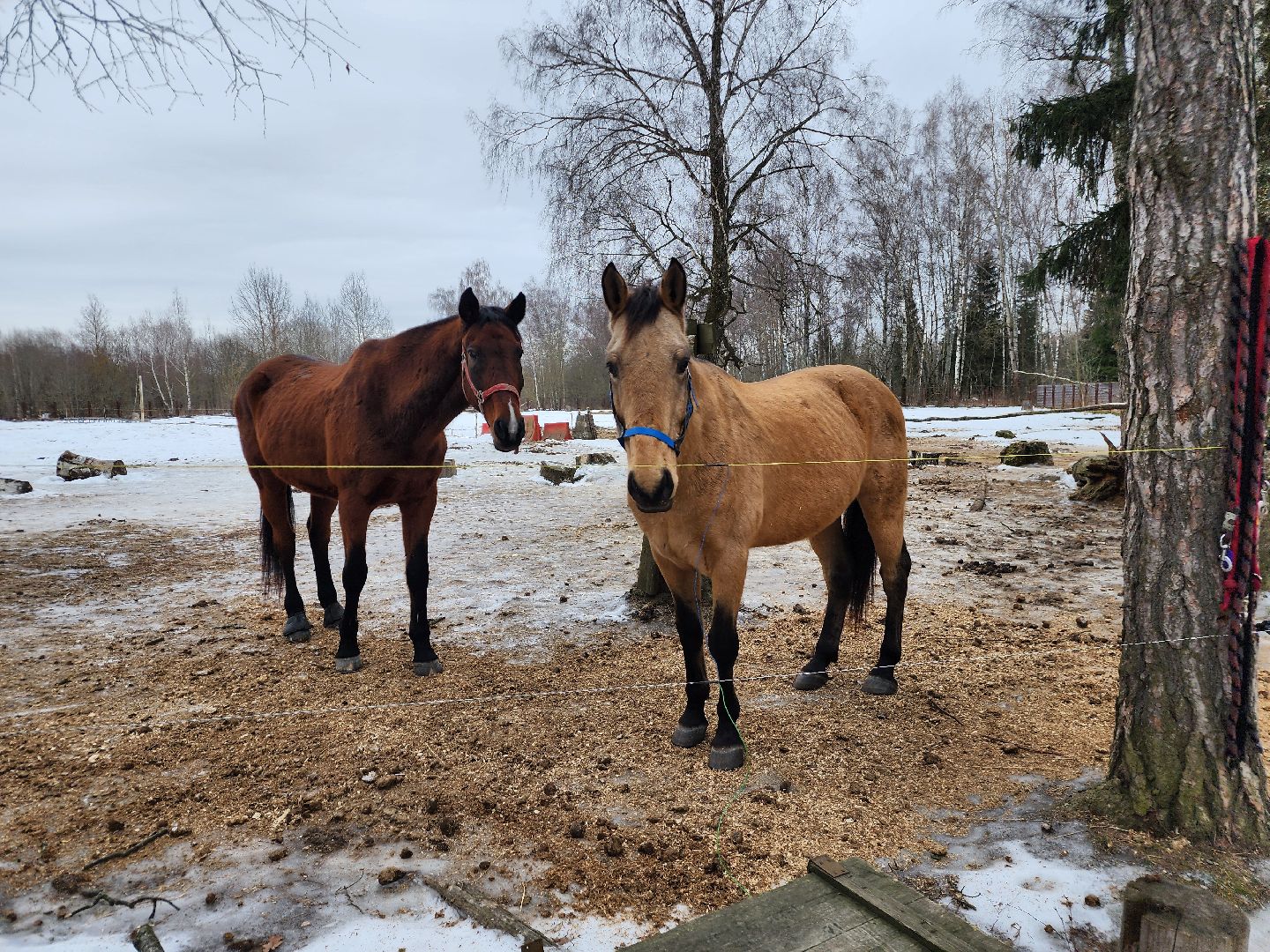 фрязино, лошади, конно-спортивная школа, массаж,