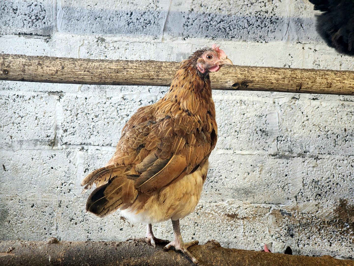 пущино, серпухов, отдых в подмосковье,ферма,