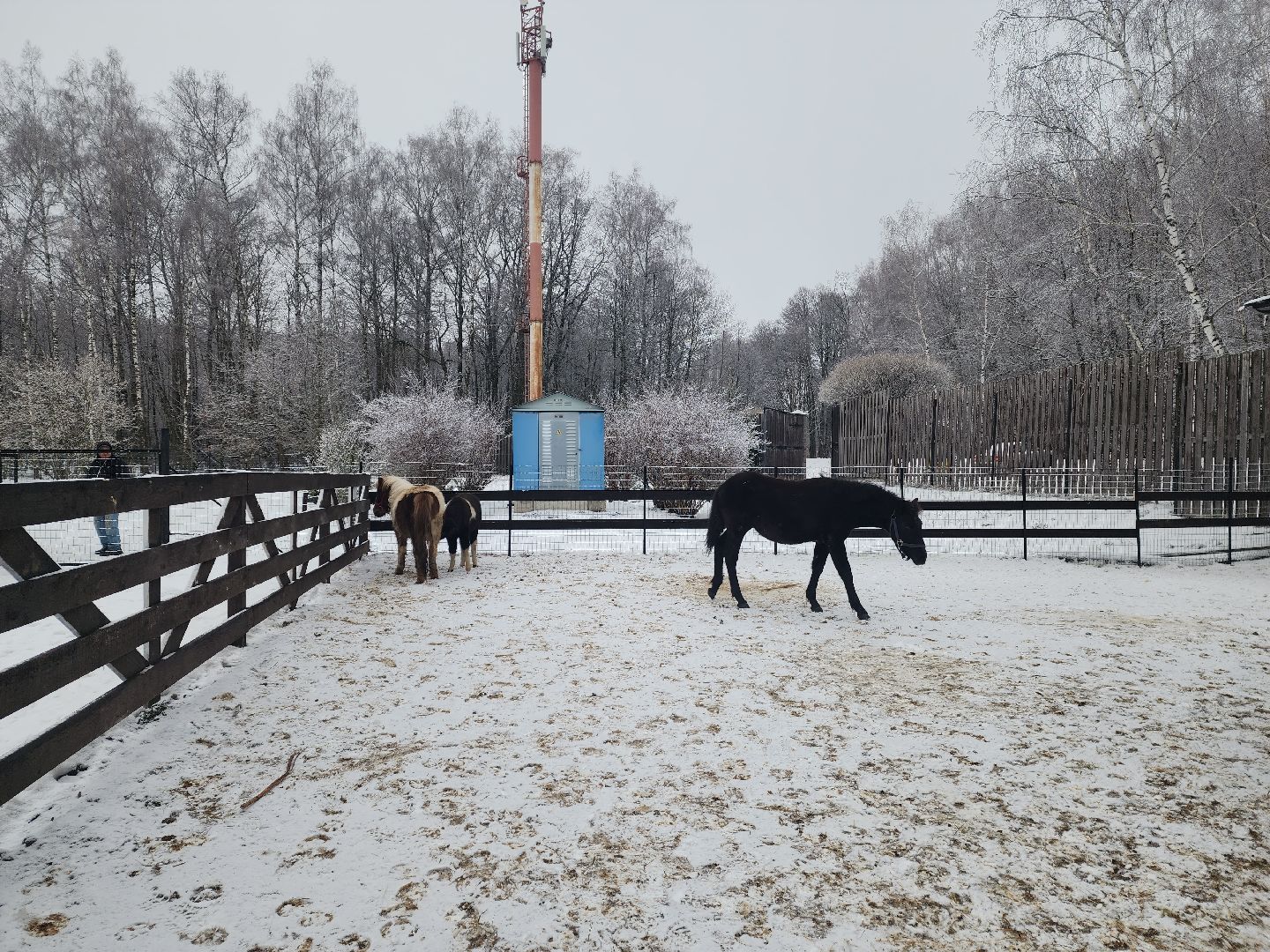 пущино, серпухов, отдых в подмосковье,ферма,