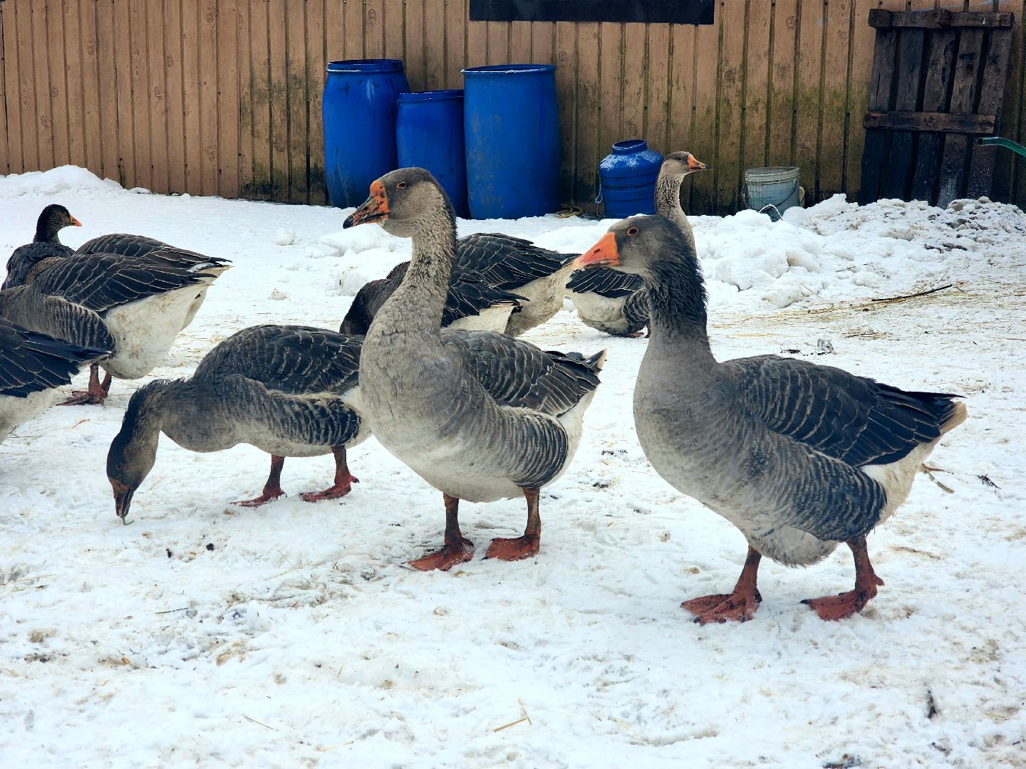 пущино, серпухов, отдых в подмосковье,ферма,