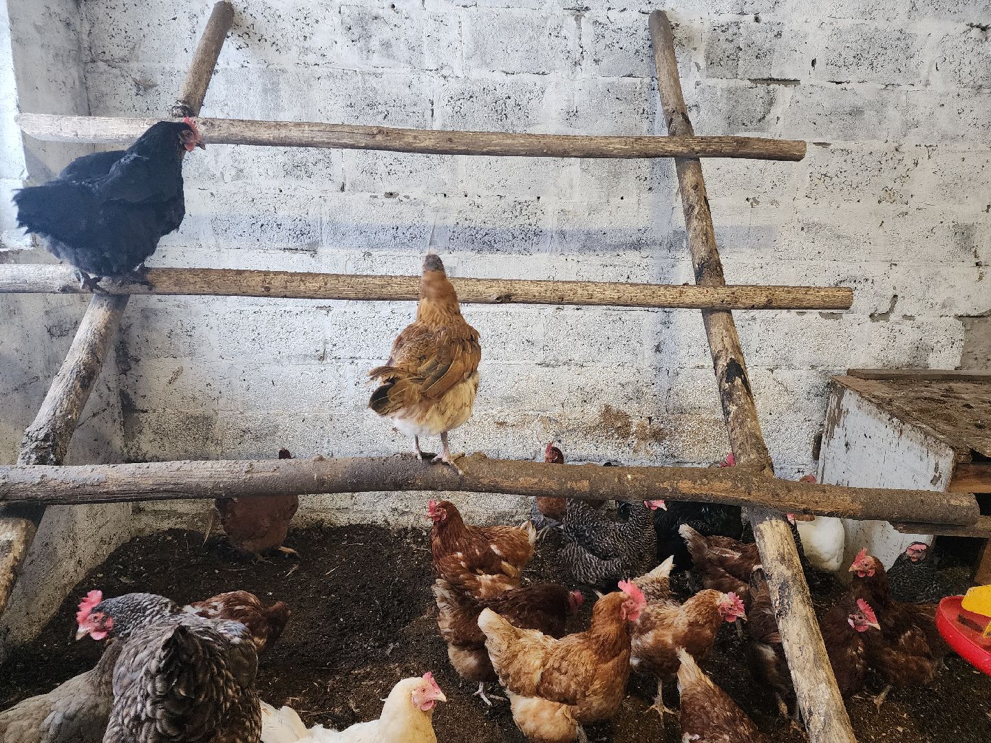 пущино, серпухов, отдых в подмосковье,ферма,