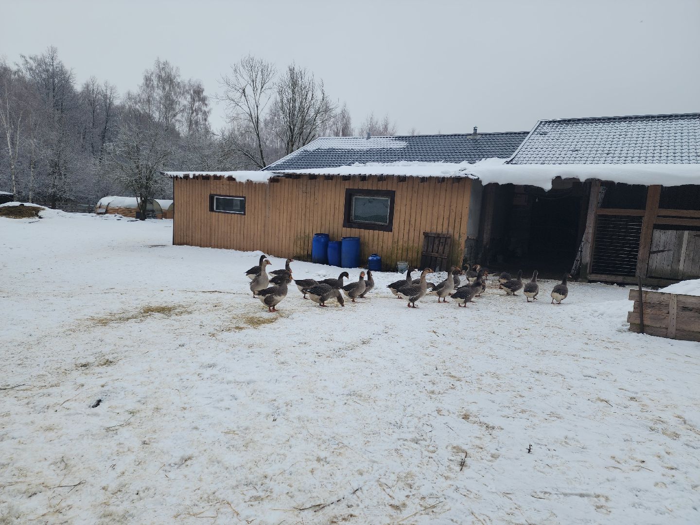 пущино, серпухов, отдых в подмосковье,ферма,