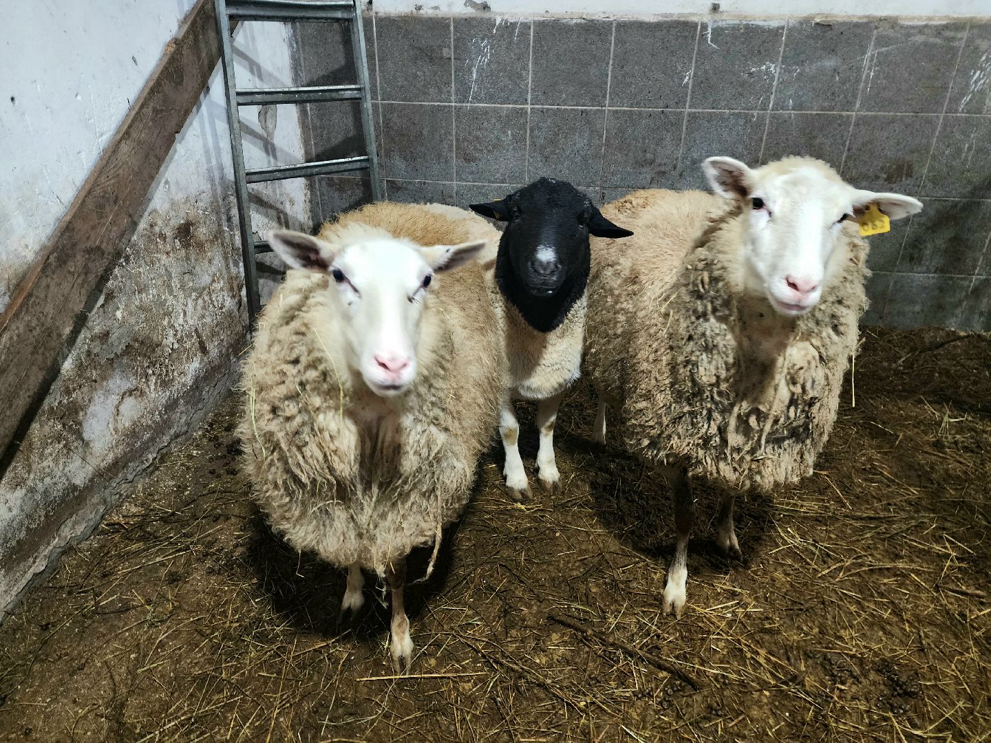 пущино, серпухов, отдых в подмосковье,ферма,