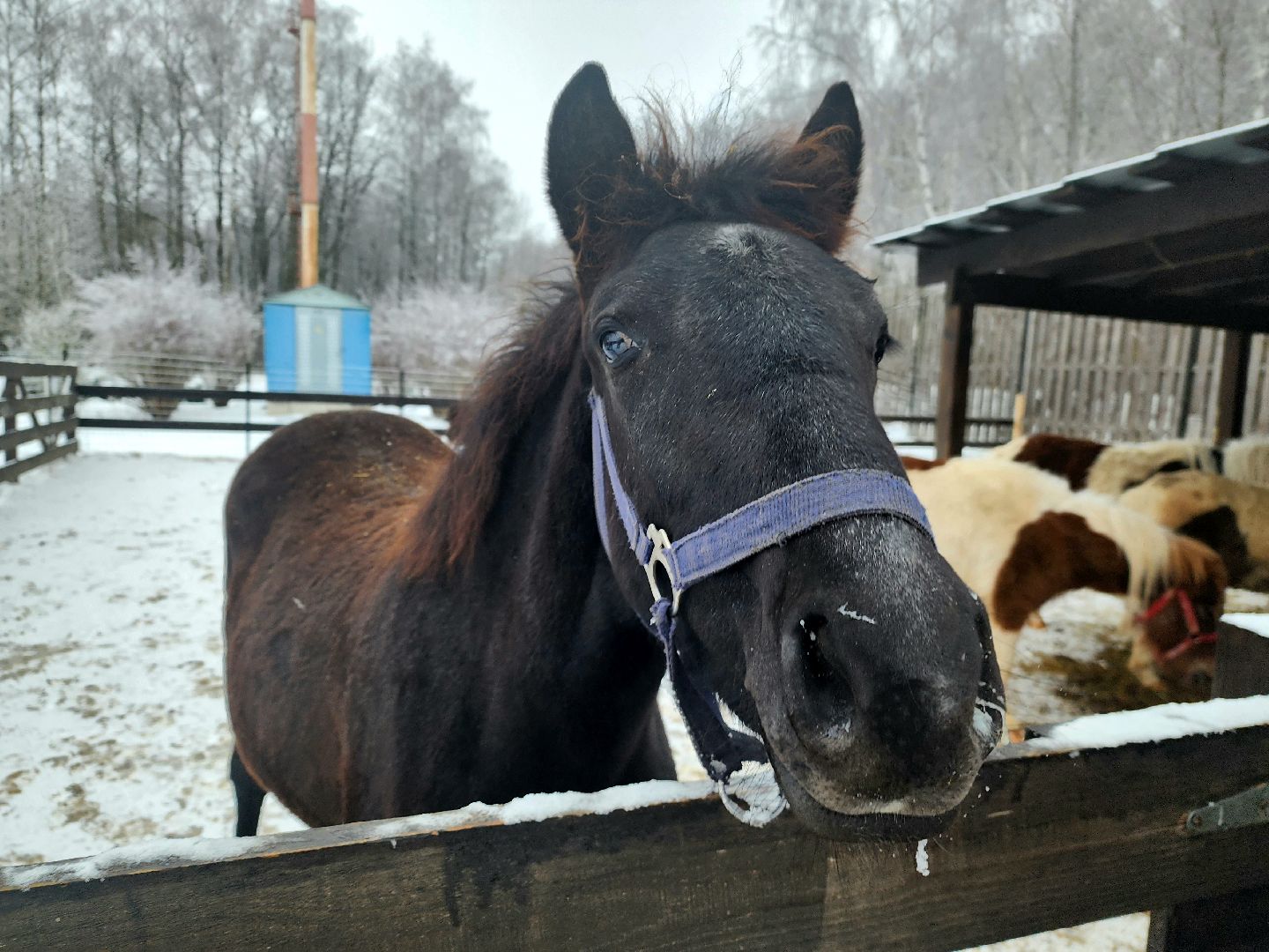 пущино, серпухов, отдых в подмосковье,ферма,