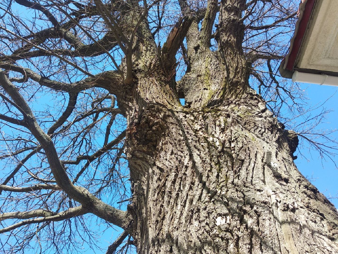 Дмитров, музей Дмитровский кремль, Областной субботник