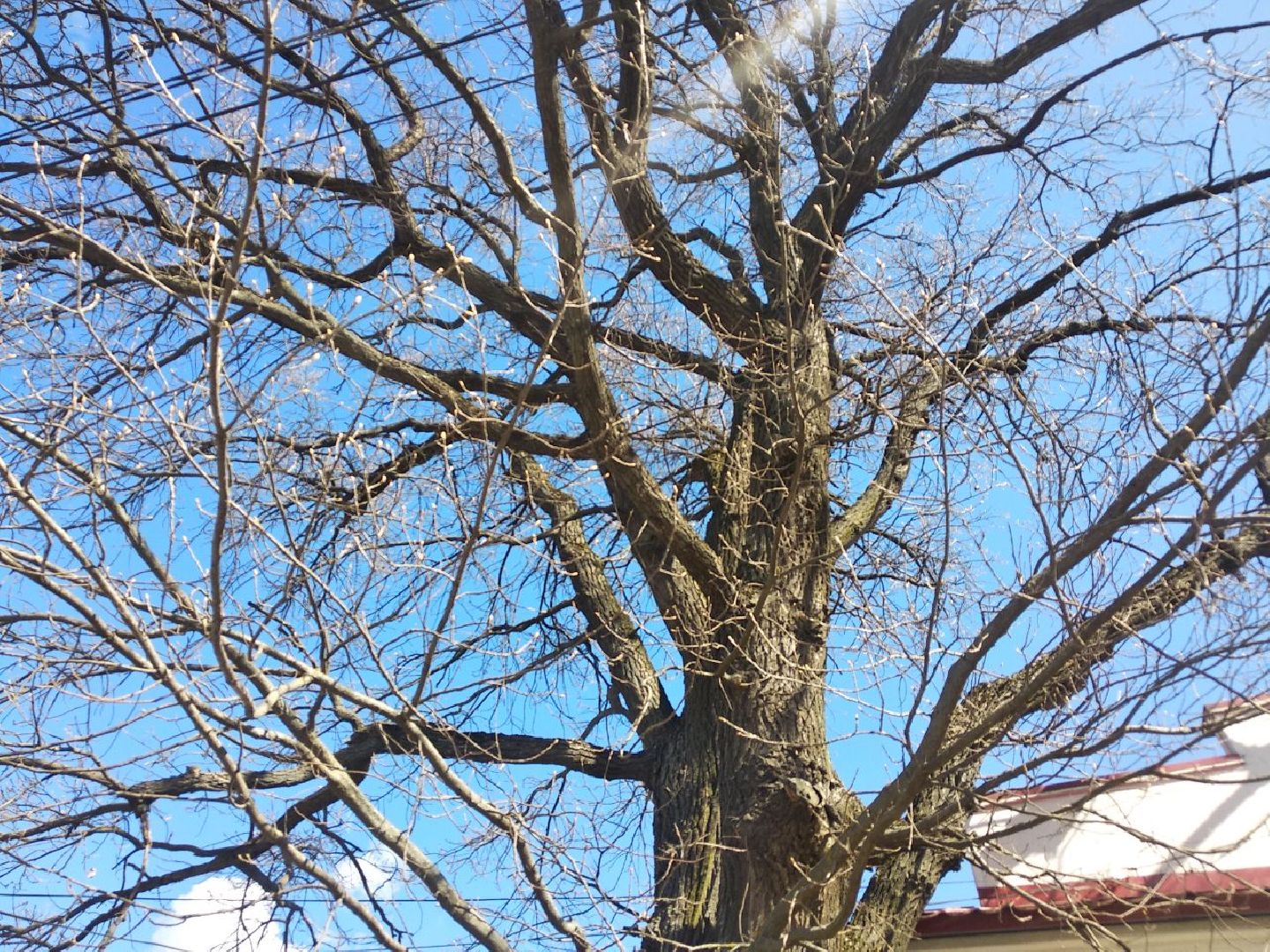 Дмитров, музей Дмитровский кремль, Областной субботник