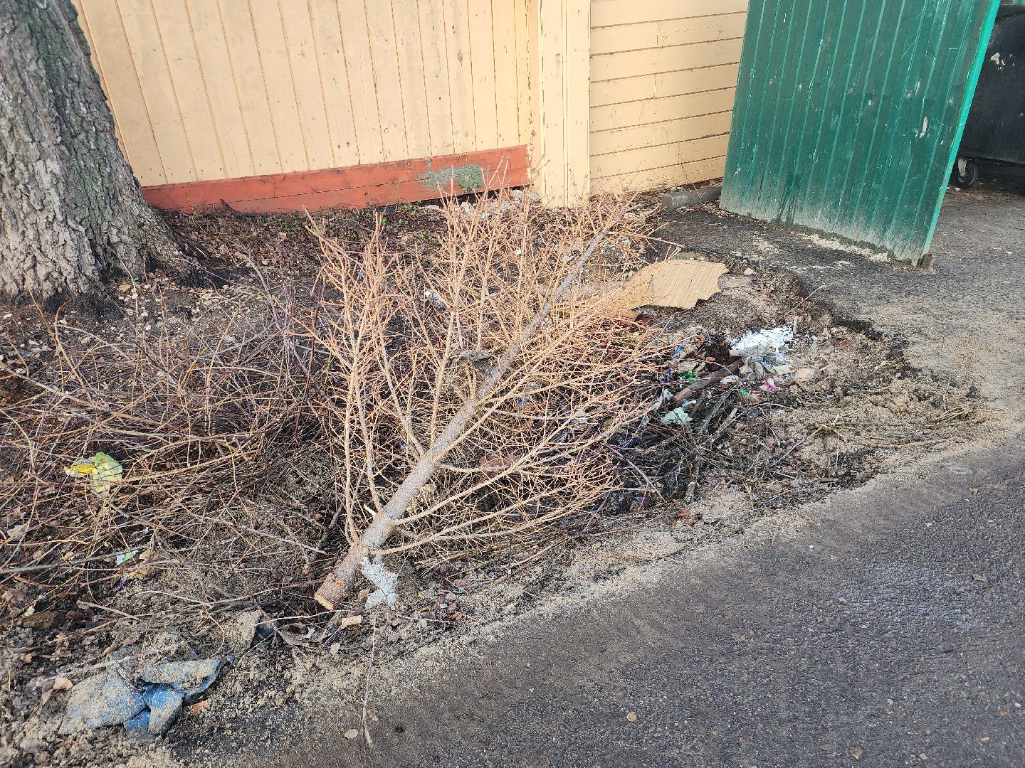 Коломна, переработка елей, экологическая акция,