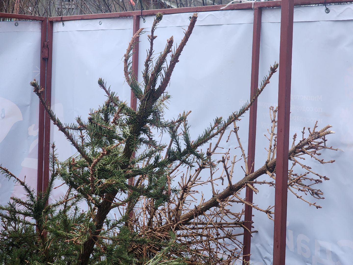 Коломна, переработка елей, экологическая акция,