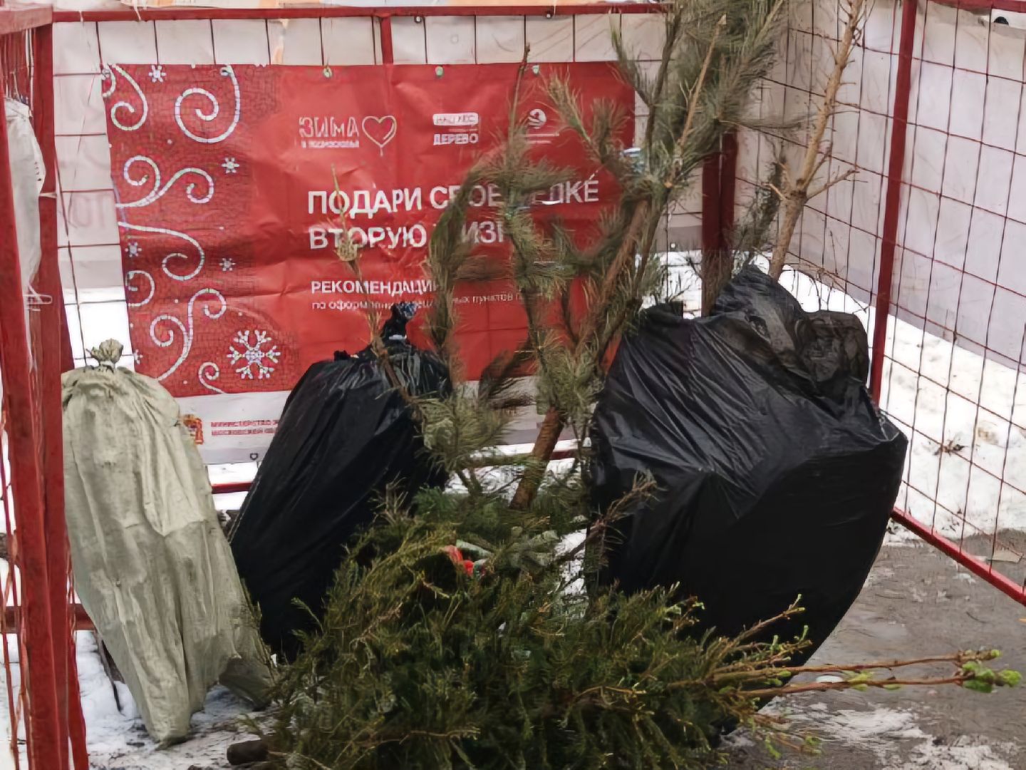 Коломна, переработка елей, экологическая акция,