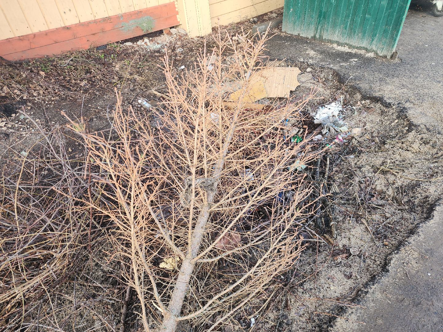 Коломна, переработка елей, экологическая акция,