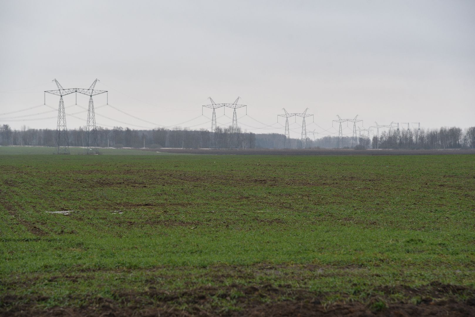 лотошино, сельское хозяйство, урожай озимых,