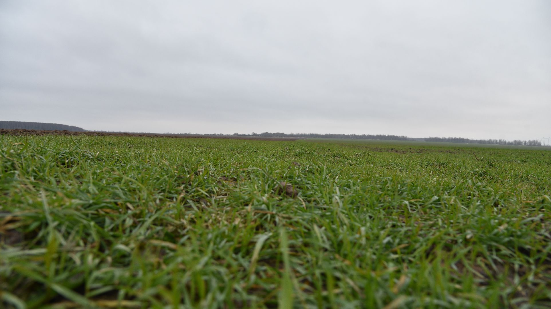 лотошино, сельское хозяйство, урожай озимых,