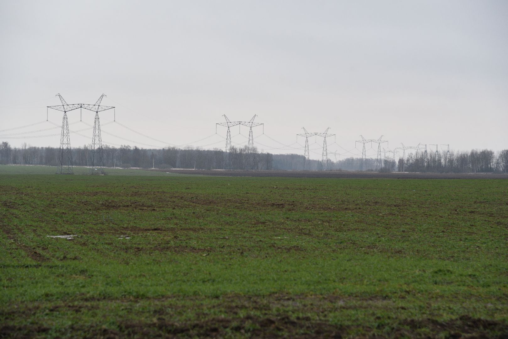 лотошино, сельское хозяйство, урожай озимых,