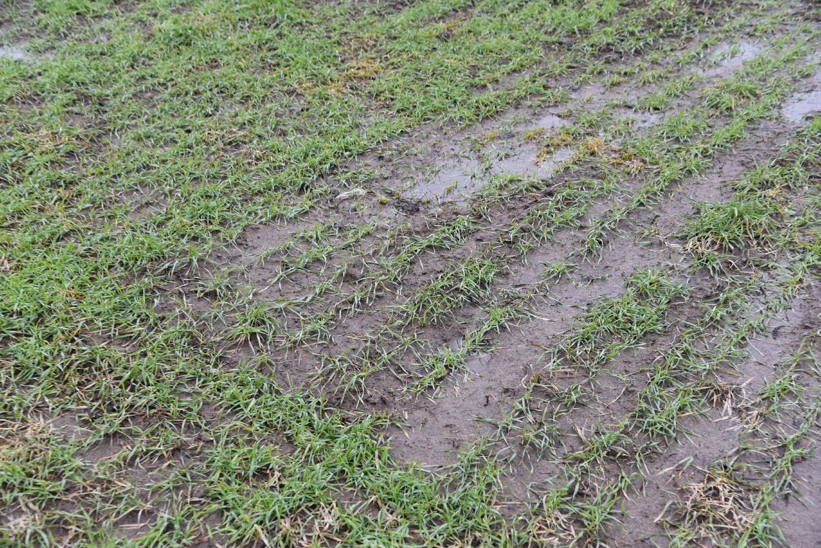 лотошино, сельское хозяйство, урожай озимых,