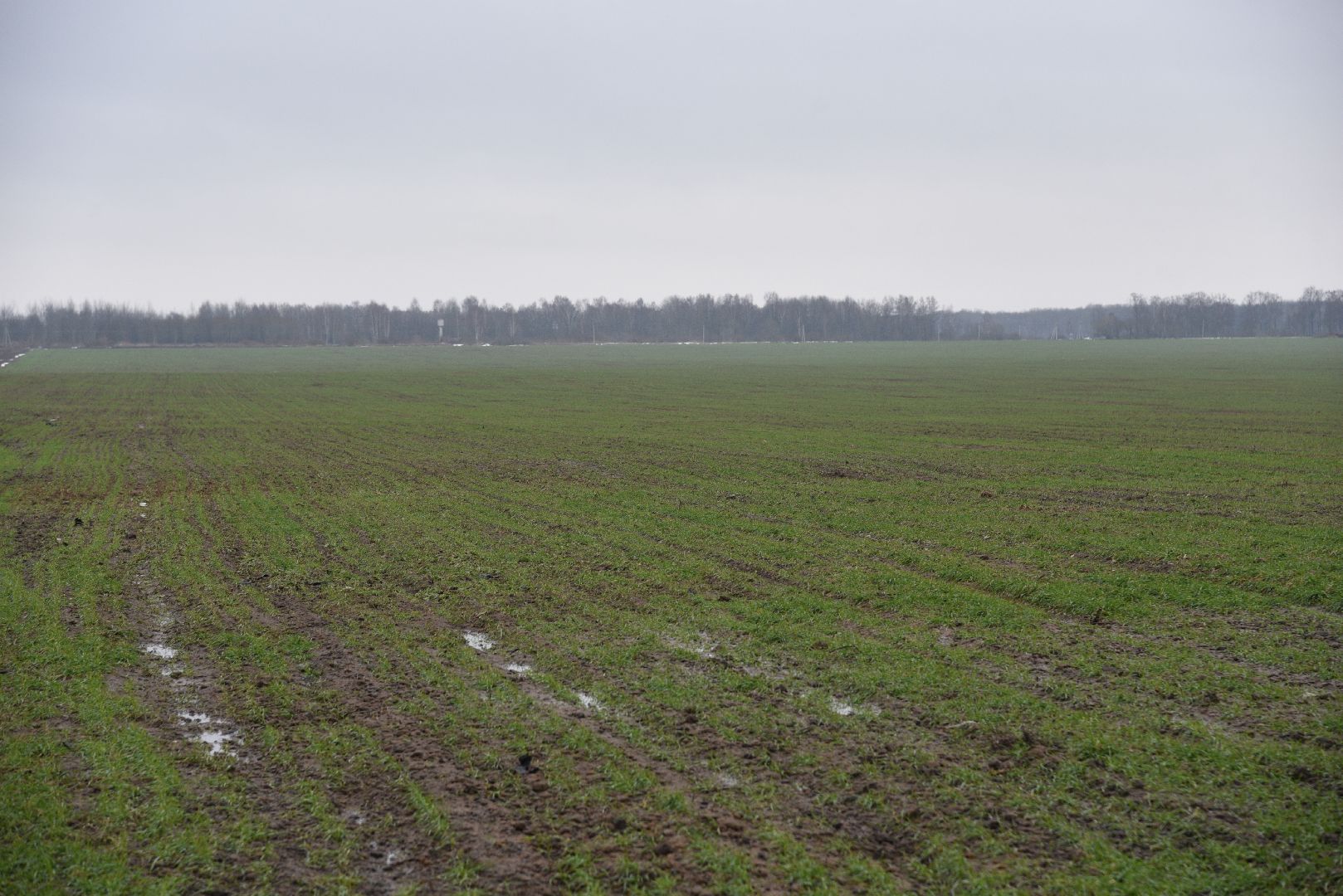 лотошино, сельское хозяйство, урожай озимых,