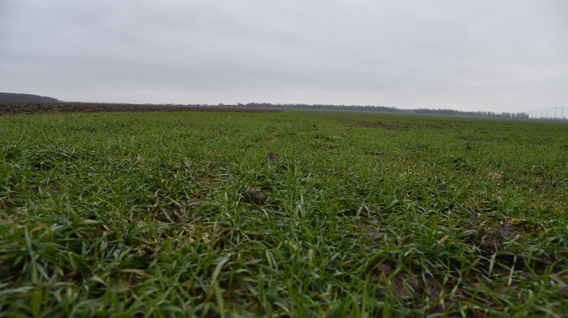 лотошино, сельское хозяйство, урожай озимых,