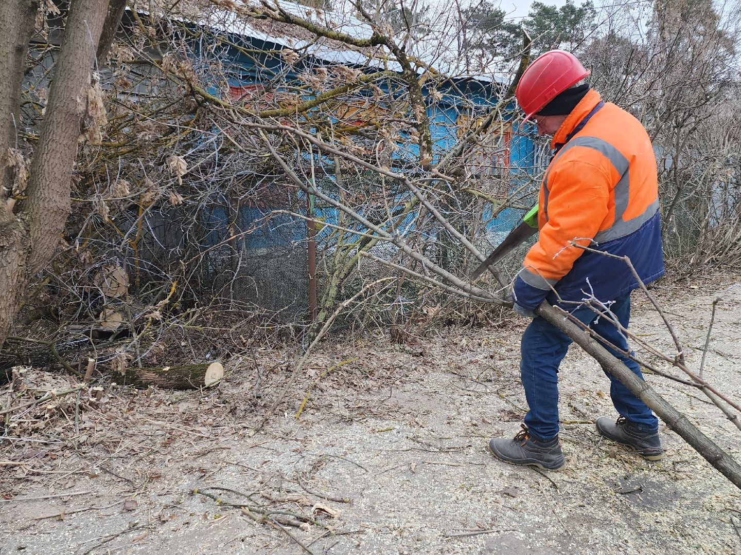 серпухов, подмосковье, спилили деревья, вертикалки,