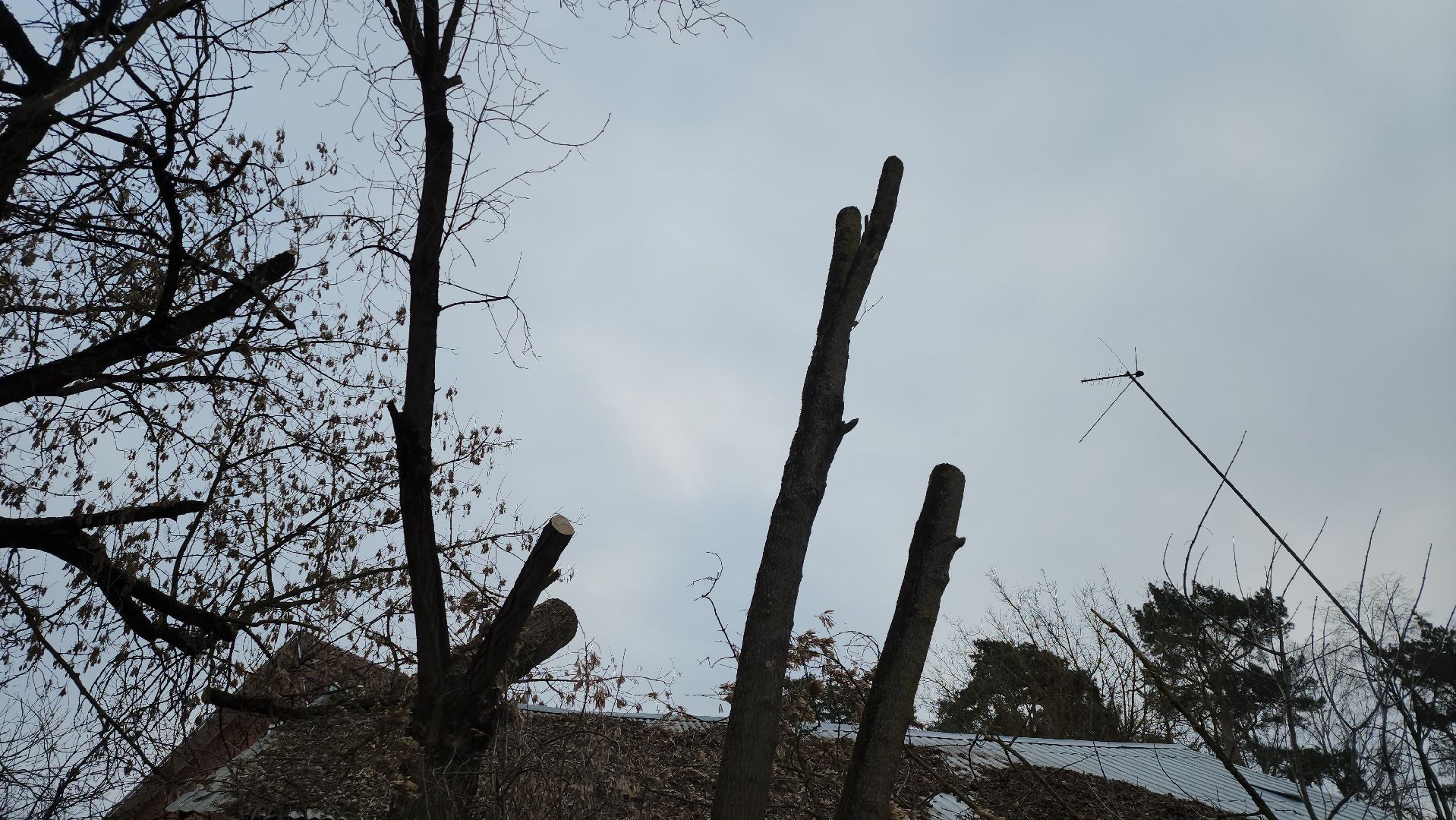 серпухов, подмосковье, спилили деревья, вертикалки,