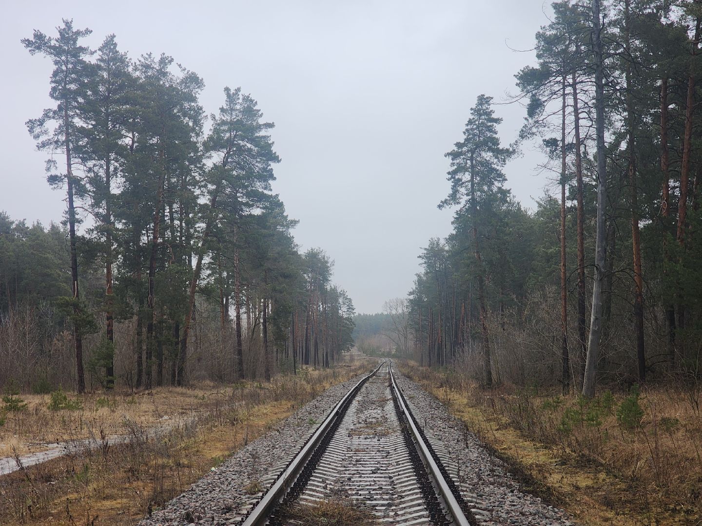Коломна, благоустройство, лесопарк,