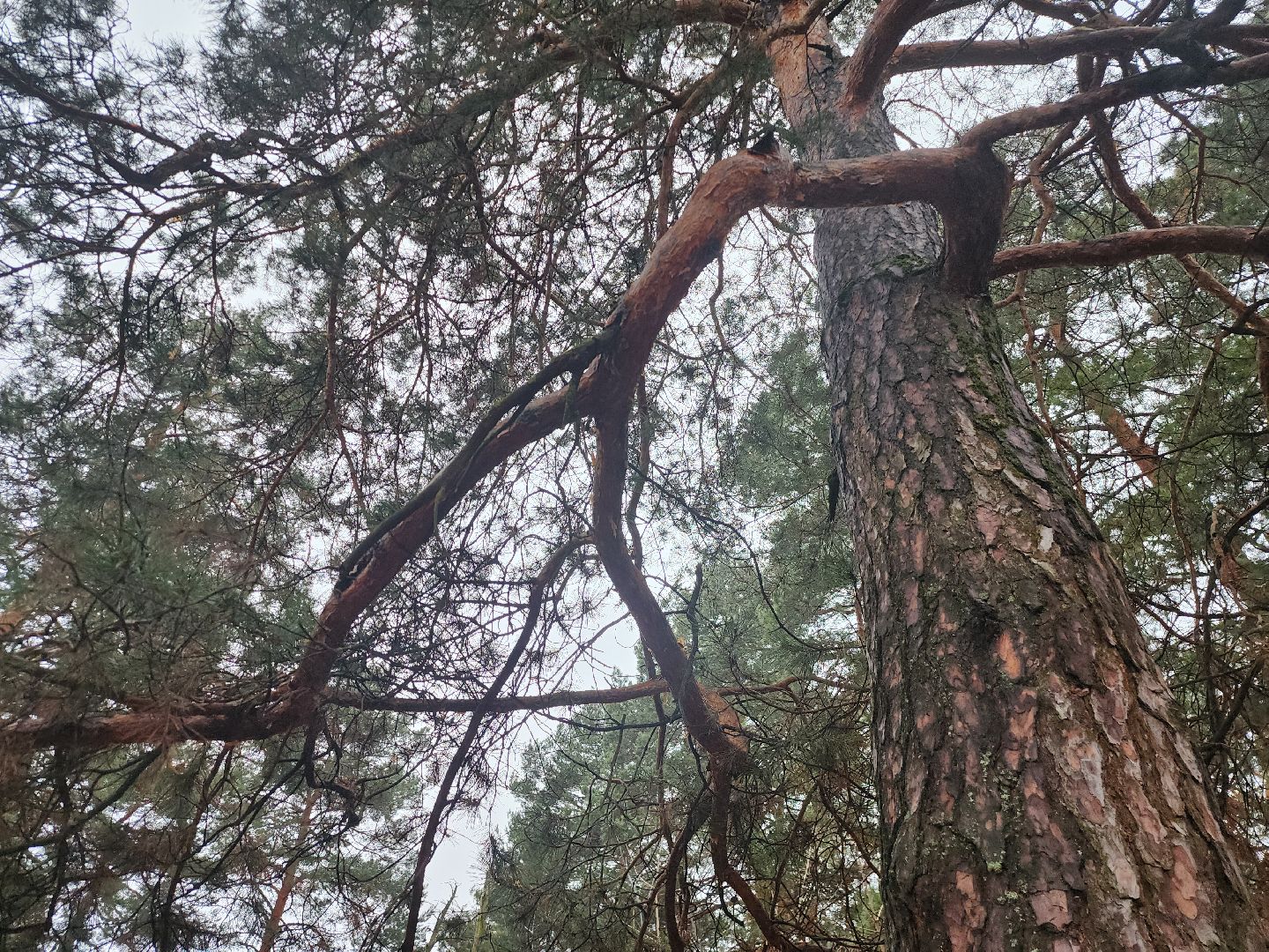 Коломна, благоустройство, лесопарк,