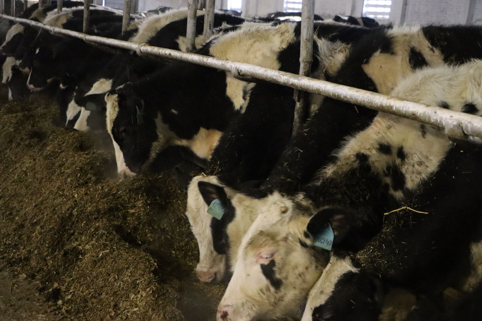 серебряные пруды, подхожее, сельское хозяйство, племзавод, вертикалки,