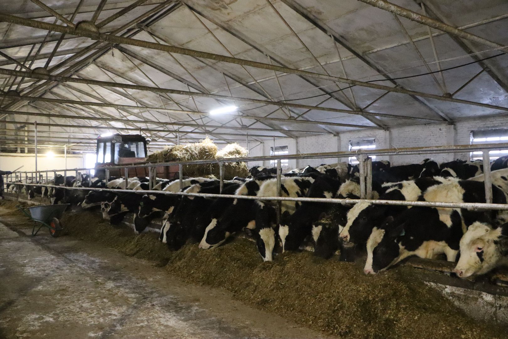 серебряные пруды, подхожее, сельское хозяйство, племзавод, вертикалки,