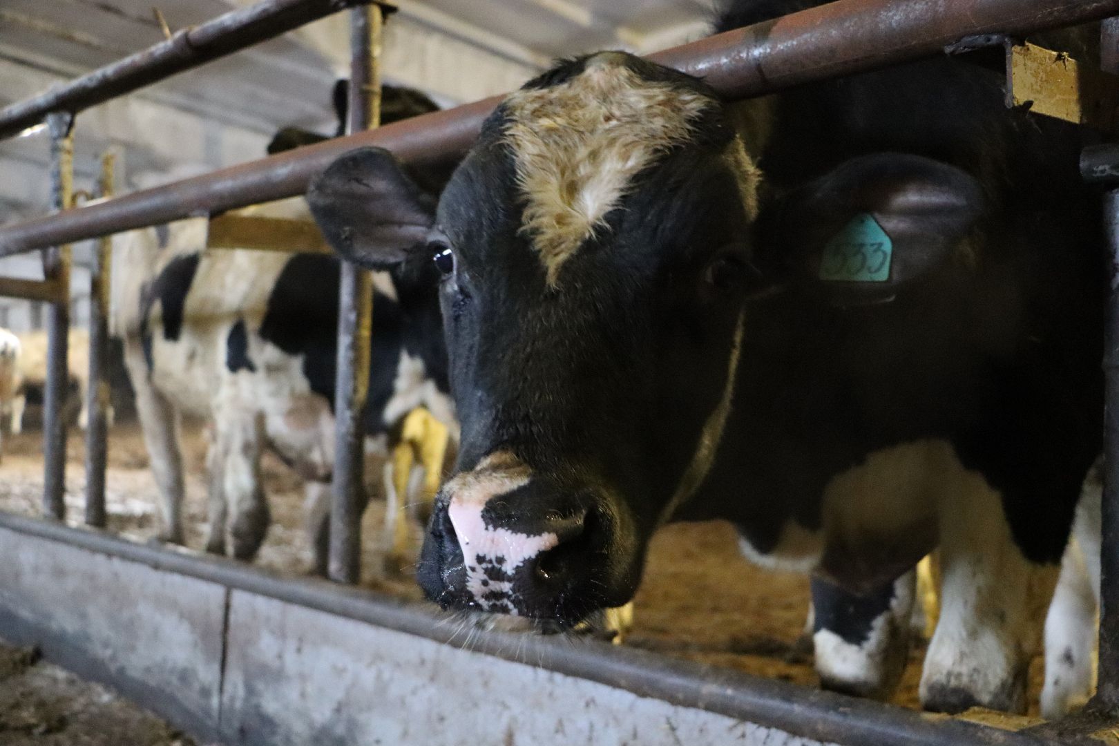 серебряные пруды, подхожее, сельское хозяйство, племзавод, вертикалки,