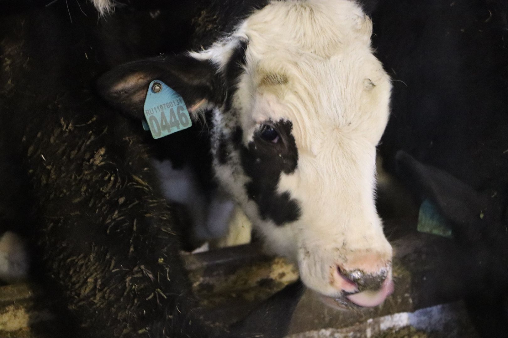серебряные пруды, подхожее, сельское хозяйство, племзавод, вертикалки,
