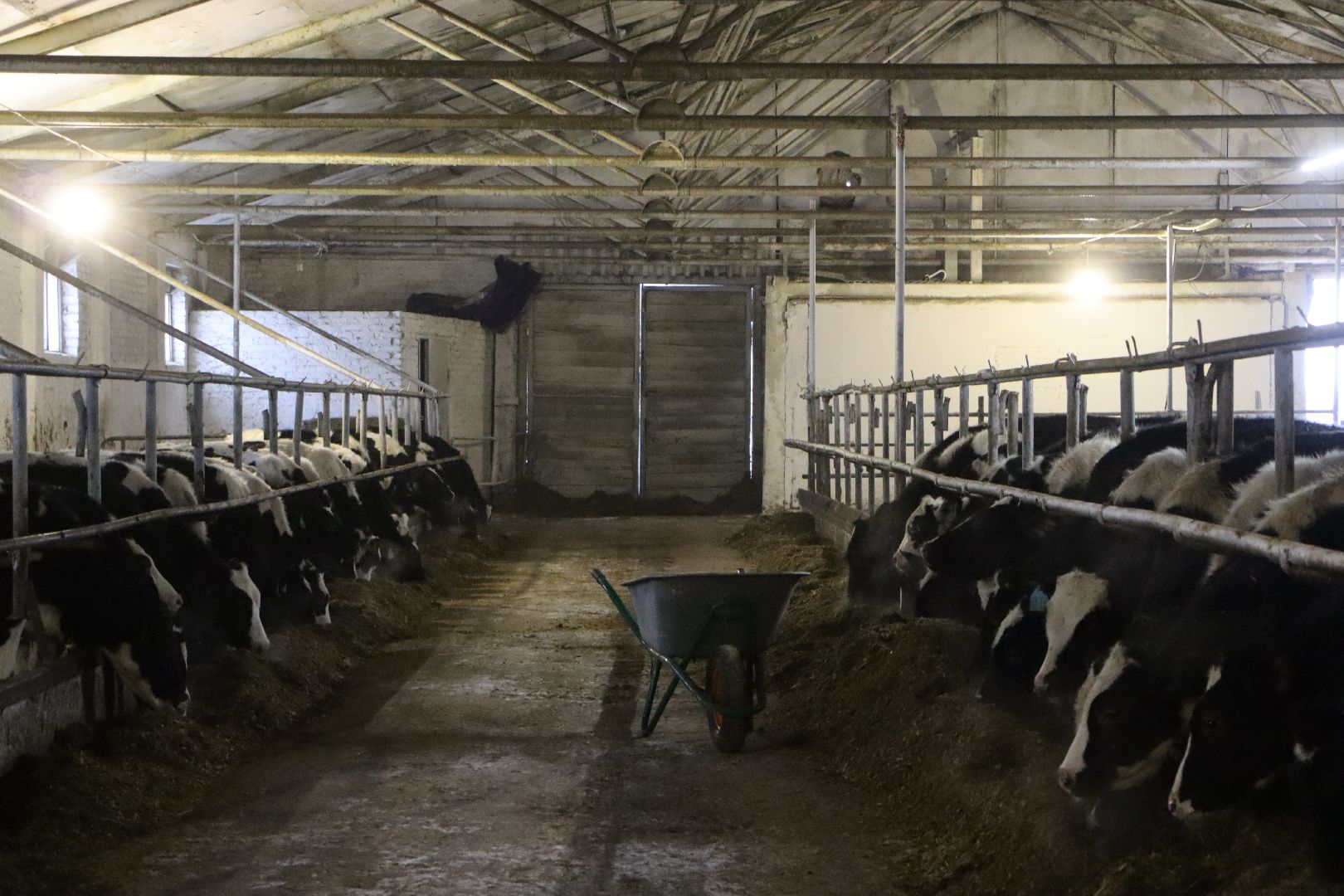 серебряные пруды, подхожее, сельское хозяйство, племзавод, вертикалки,