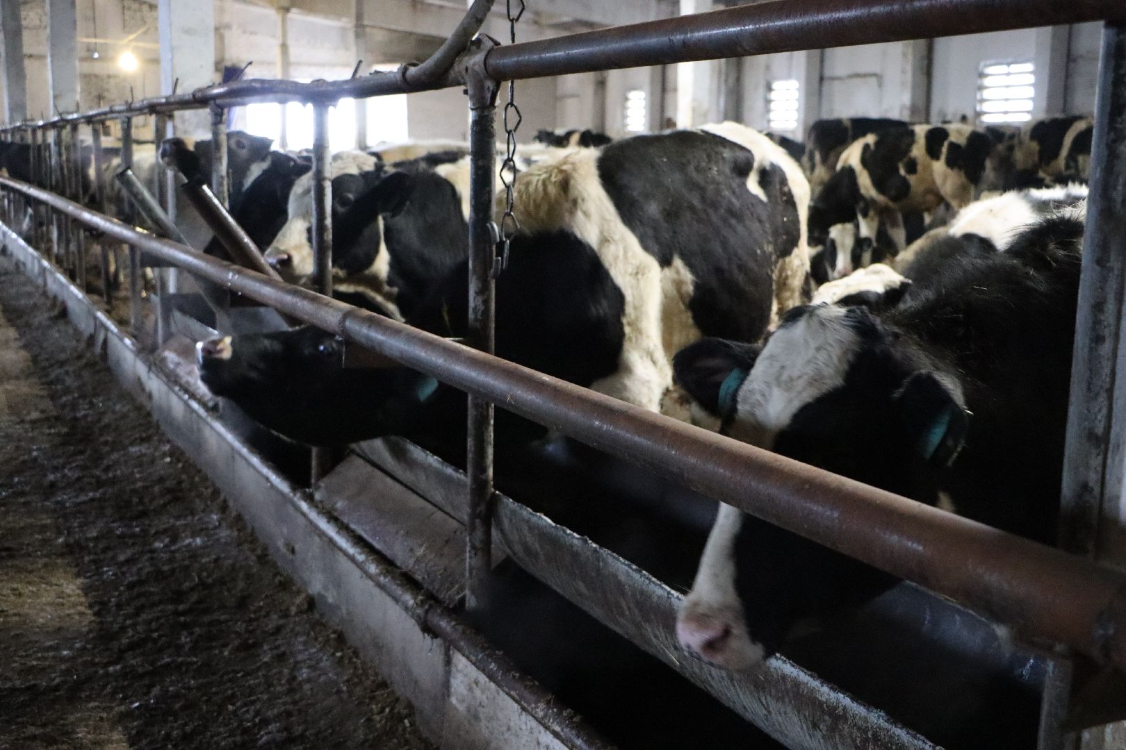 серебряные пруды, подхожее, сельское хозяйство, племзавод, вертикалки,