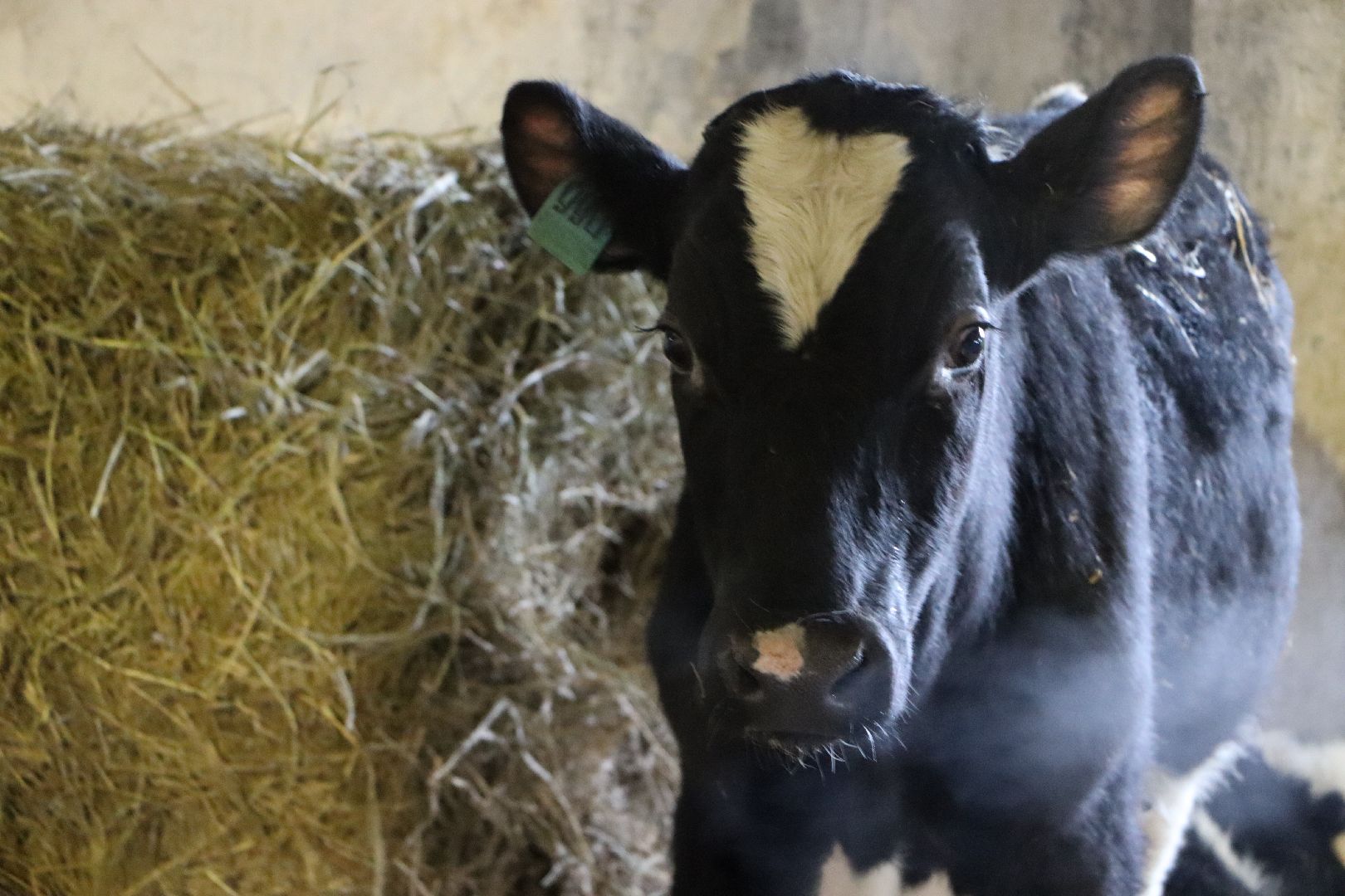 серебряные пруды, подхожее, сельское хозяйство, племзавод, вертикалки,