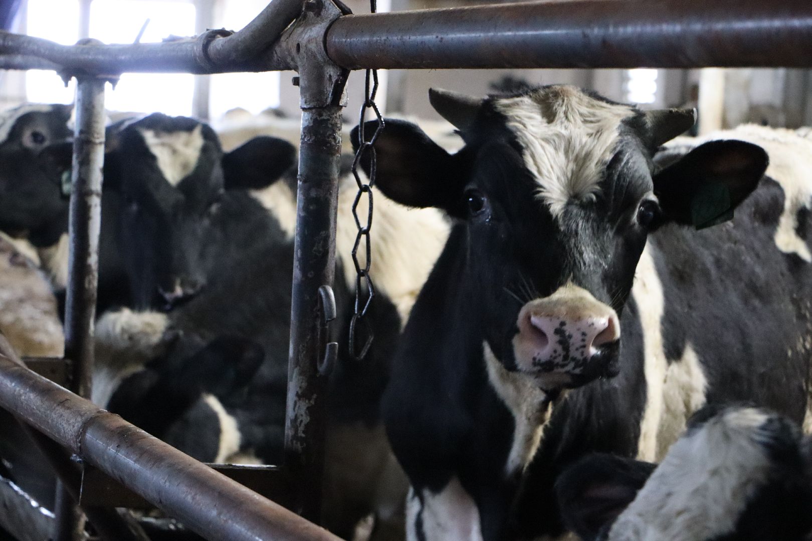 серебряные пруды, подхожее, сельское хозяйство, племзавод, вертикалки,