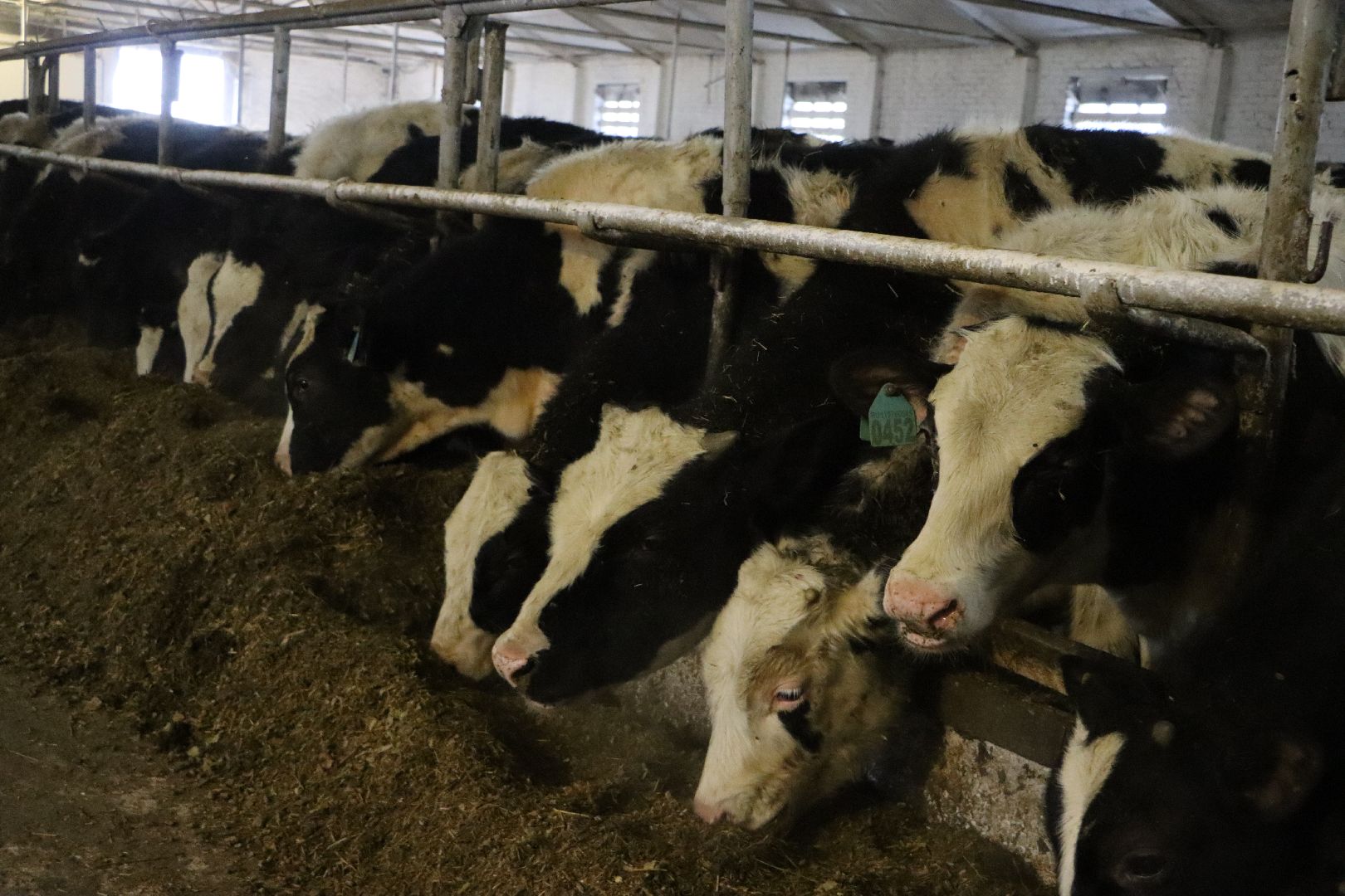 серебряные пруды, подхожее, сельское хозяйство, племзавод, вертикалки,