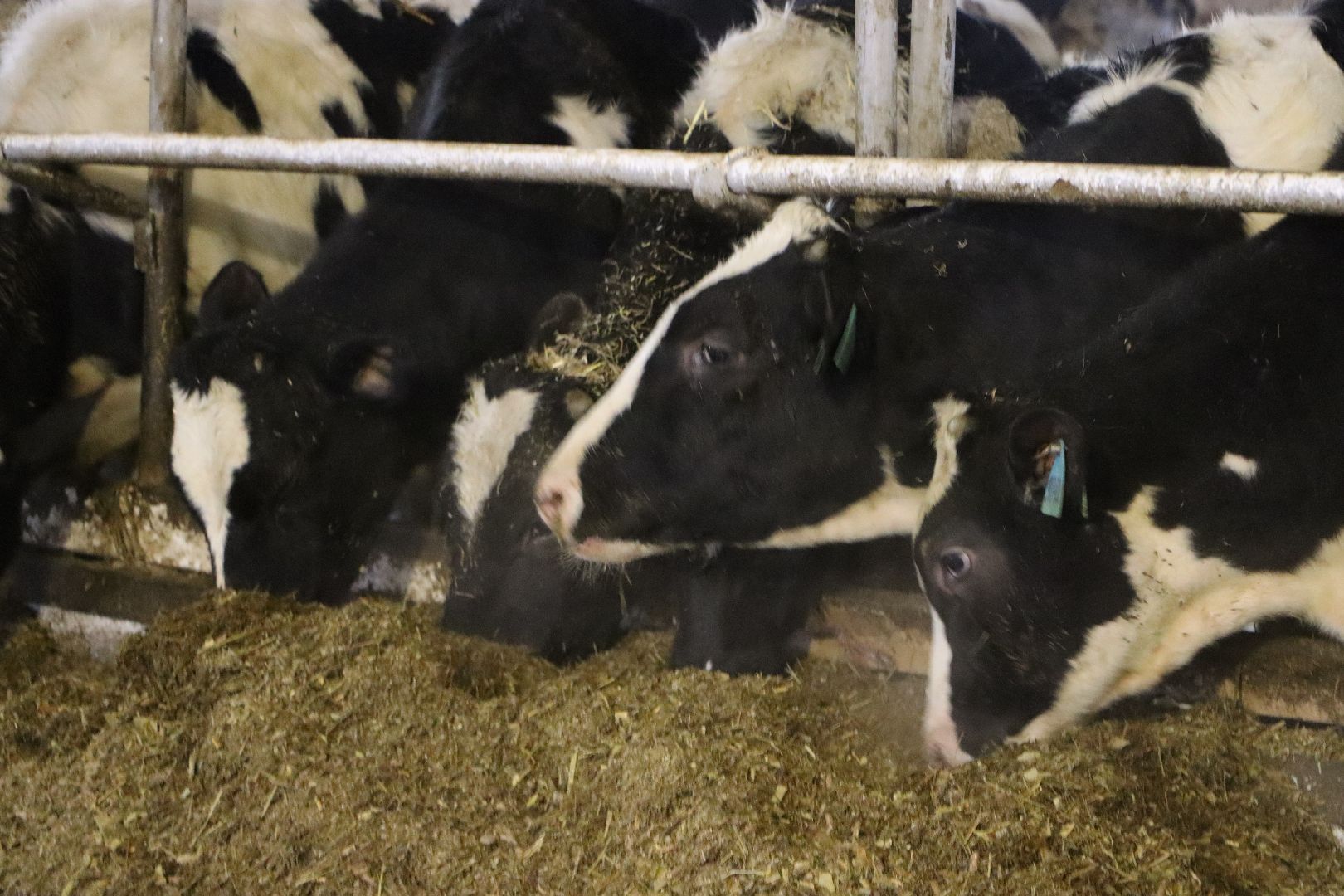 серебряные пруды, подхожее, сельское хозяйство, племзавод, вертикалки,