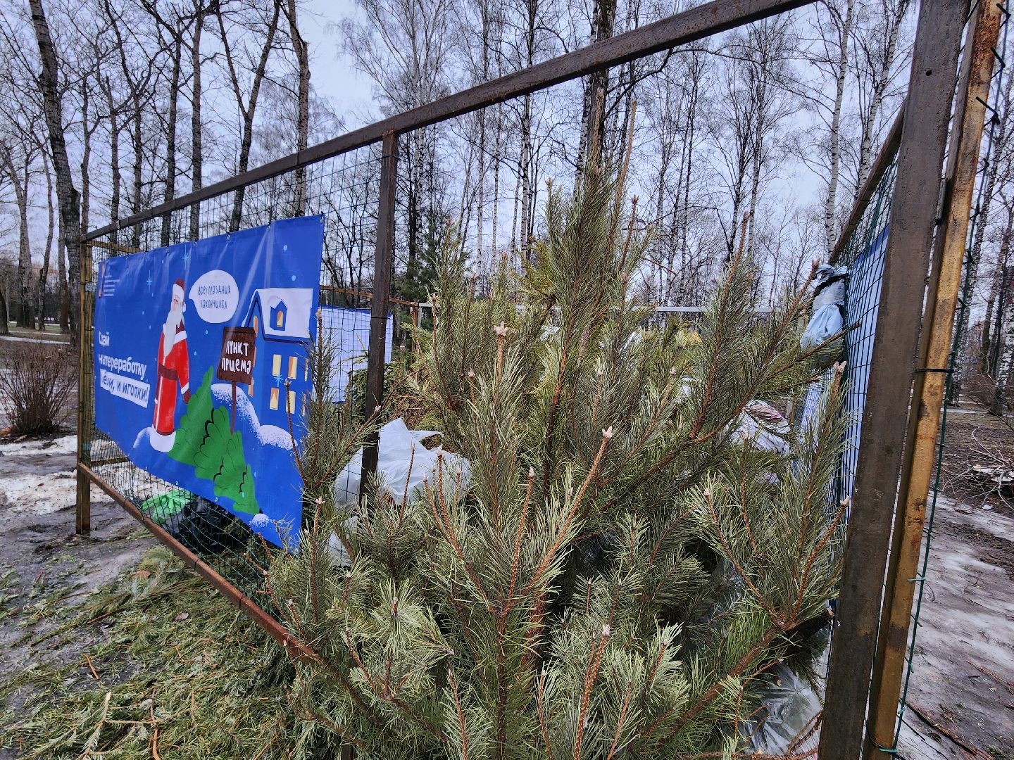 экологическая акция, утилизация елей, мытищи,