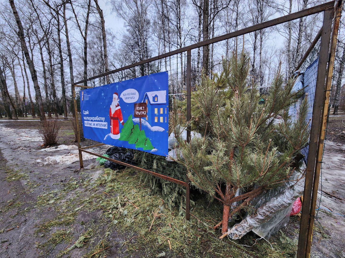 экологическая акция, утилизация елей, мытищи,