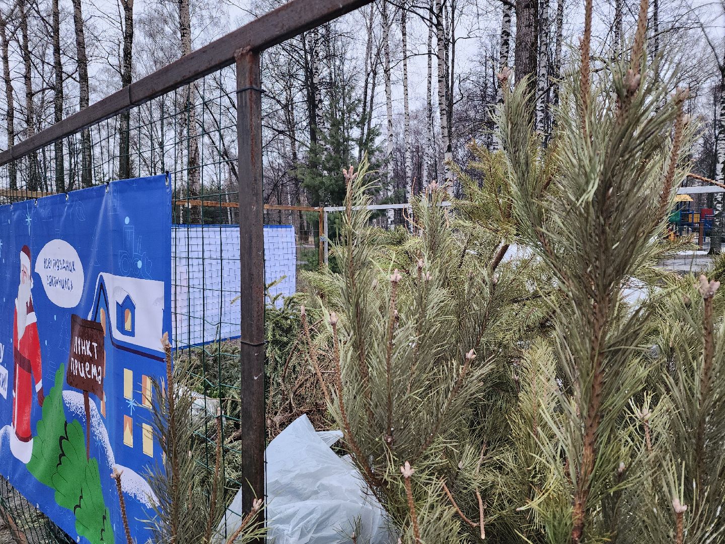 экологическая акция, утилизация елей, мытищи,